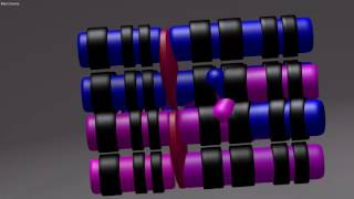 PROPHASE Ic Pachytene amp MOSAIC CHROMOSOMES [upl. by Leuqcar]