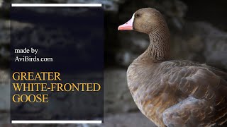 Greater WhiteFronted Goose Anser Albifrons [upl. by Aivekahs]