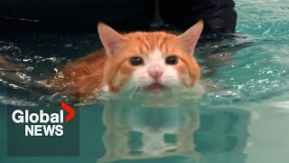 Fat cat quotPeachesquot makes splash on TikTok over weight loss routine [upl. by Druce240]