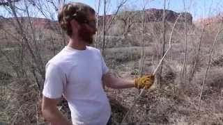 Harvesting Cottonwood and Willow Poles Stinger Bar and Waddle Techniques [upl. by Bethel]