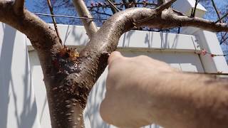 Horticultural Oil Why Spray our Fruit Trees [upl. by Beatriz]