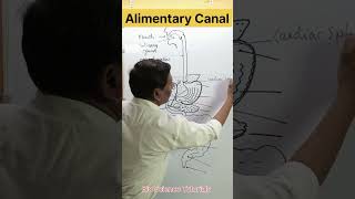 Parts of Alimentary Canal🕺💪🩻🥩 digestive system in humans humandigestivesystem alimentarycanal [upl. by Richter]