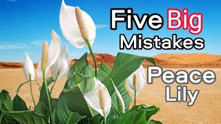 PEACE LILY  Care Tips and Mistakes Which Need to Fix [upl. by Mclyman834]