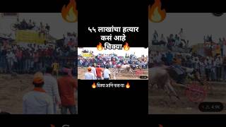 🔥🐂चिक्या आणि पाखऱ्या🔥 मराठवाडा केसरी मैदानात गट पास सेमी फायनल साठी पात्रyoutubeshorts chikya [upl. by Aserehs]