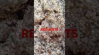 Red ants are making food [upl. by Laurentia527]