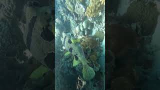 maldives scubadiving boxfish vayralvideo travel ocean 1millionviews coral 1million [upl. by Ahseer20]