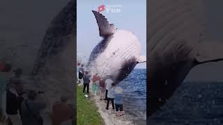 AMAZING GIANT ORCA WHALE SHOCKS SIGHTSEERS ON THE SHORE orcawhale amazing [upl. by Gnus]