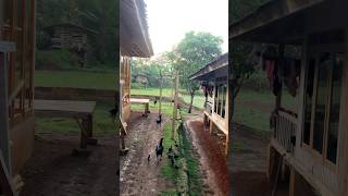 Suasana pagi di desa setelah di guyur hujan semalaman villagelife villagevlog shorts [upl. by Swayne]