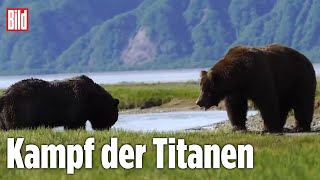 Grizzlybären kämpfen um Leben und Tod [upl. by Ahsinoj]