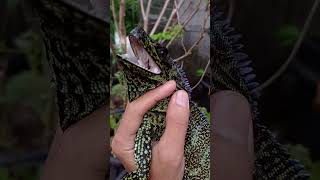 Hydrosaurus amboinensis  Soa Layar  Sailfin Dragon [upl. by Aliled]