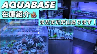 まだまだサンゴたくさんあります！ご来店お待ちしております！ 横浜にあるサンゴ専門店 AQUABASE [upl. by Zaragoza]