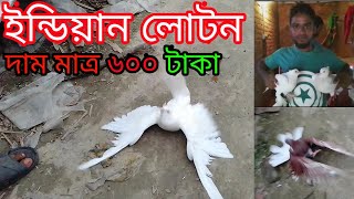 ইন্ডিয়ান লোটন দাম মাত্র ৬০০ টাকা । indian loton koboter 2020 [upl. by Enelkcaj292]