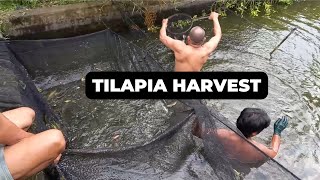 Harvesting fish to sell to our patrons harvesting method and market income [upl. by Ruffina]