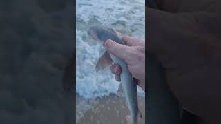 Cute bonnethead shark release at Disney Vero Beach Resort tight lines [upl. by Elbring442]