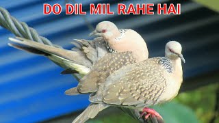 quotDo Dil Mil Rahe Hainquotkumarsanu 🙏 [upl. by Ettenor]