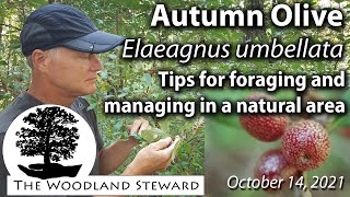 Autumn Olive Elaeagnus umbellata – Tips for Foraging and Management in Natural Areas [upl. by Kirsteni516]