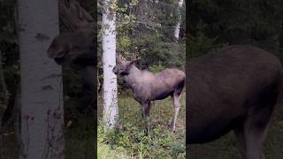 “JawDropping Moose Encounter Up Close”wildlifemooseanimalsswedennatureshortsviralvideo [upl. by Findlay129]