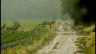 Herten springen over een raster [upl. by Gurias848]