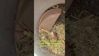 Deadly Centipede insects trap flies [upl. by Catlee457]