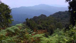 Nyungwe Forest National Park  Rwanda Africa [upl. by Neukam]