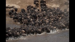 Blue wildebeest cross shallow river in dust [upl. by Tracay]