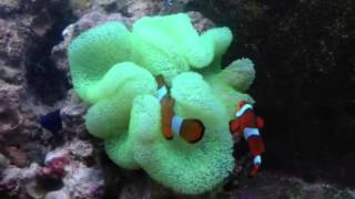 Green Carpet Anemone with Common Clownfish [upl. by Nerret]