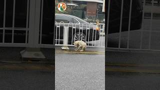 Rescue the abandoned dog in the middle of the road pets doglover rescuedog [upl. by Chandler]