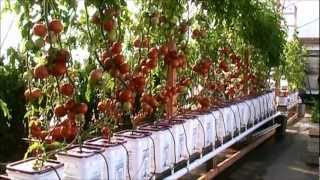 Dutch Bucket Hydroponic Tomatoes  Lessons Learned and a New Crop [upl. by Iaras]