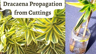 Dracaena Propagation from cuttings [upl. by Liss726]