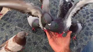 Feeding pidgins [upl. by Celio264]