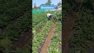 Strawberry orchard mahabaleshwarmumbaifresh [upl. by Woody407]