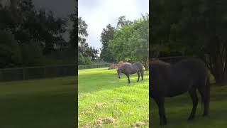 Beautiful Icelandic Horse  🇮🇸 🐴 iceland horses [upl. by Alithea773]