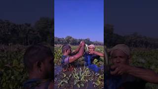 Excellent fishing video । fishing indiantrapfishing villagefishing [upl. by Tram757]