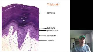 Epidermis Histology [upl. by Enamrej]