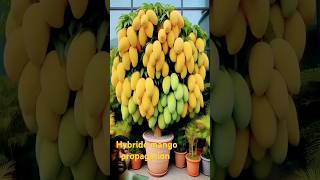 Hybride mango propagation process biotechnology [upl. by Aldin640]