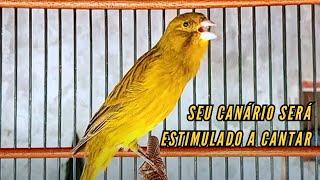 Canção de Canário Belga para Treinar Canários Jovens e Silenciosos a Cantar Diretamente 26 [upl. by Yoshiko]