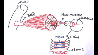 Contração Muscular Ação das proteínas Actina e Miosina [upl. by Dleifxam97]