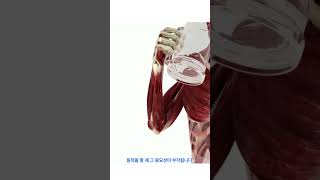 팔꿈치 요골 측부 인대 외측 안정성의 핵심 Radial Collateral Ligament The Key to Lateral Stability of the Elbow [upl. by Airotkciv590]