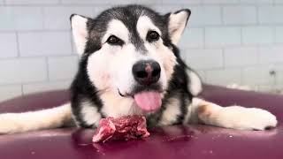 Playful Malamute Flips Raw Steak Onto Waterbed For Hilarious Mealtime Antics alaskanmalamute [upl. by Ellehcsar906]