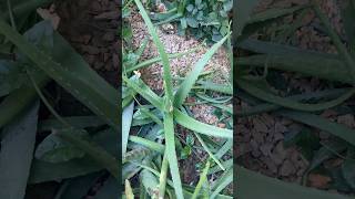 Aloe Vera ke Fayde aloevera garden flinpereira shorts ytshortsindia aloeverakefayde verushka [upl. by Hgielsel]