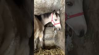 Baby horse finally tastes freedom [upl. by Calli]