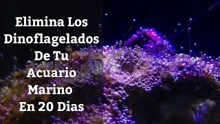 🔵 Elimina Los Dinoflagelados De Tu Acuario Marino En 20 Dias Acuarios MB [upl. by Nyl]