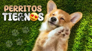 ¡Las 10 RAZAS de PERROS mas TIERNAS del MUNDO 🐶😍 [upl. by Kissiah]