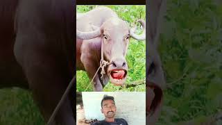 Cow funny reelsflowers comedy [upl. by Croner]