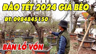 Ông chủ vườn nói về giá đào tết 2024 mới nhất giá đào cành đào rừng đào bích0984845150 [upl. by Hiett]