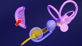 3D Embryology of Ear Part 1 Internal Ear  Semicircular Canals  Utricle Saccule and Cochlea [upl. by Rednael187]