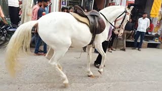 khatu shyam ji ki shobha yatra me ghodi ka dance [upl. by Maharg297]