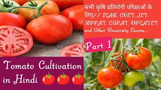 Tomato cultivation In hindiCUETICARJET PART1Agriculture Important points for Competitive exam [upl. by Anuahsat408]