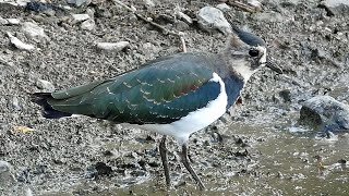 Bird Facts The Northern Lapwing [upl. by Bosch]