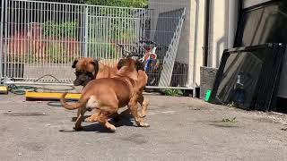 Boerboels getting ready to mate [upl. by Keese]